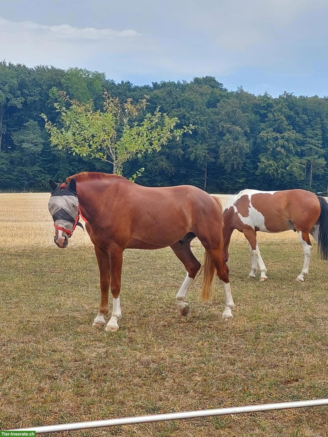 Bild 3: Reitbeteiligung für Freiberger-Warmblut-Mix in Ormalingen BL