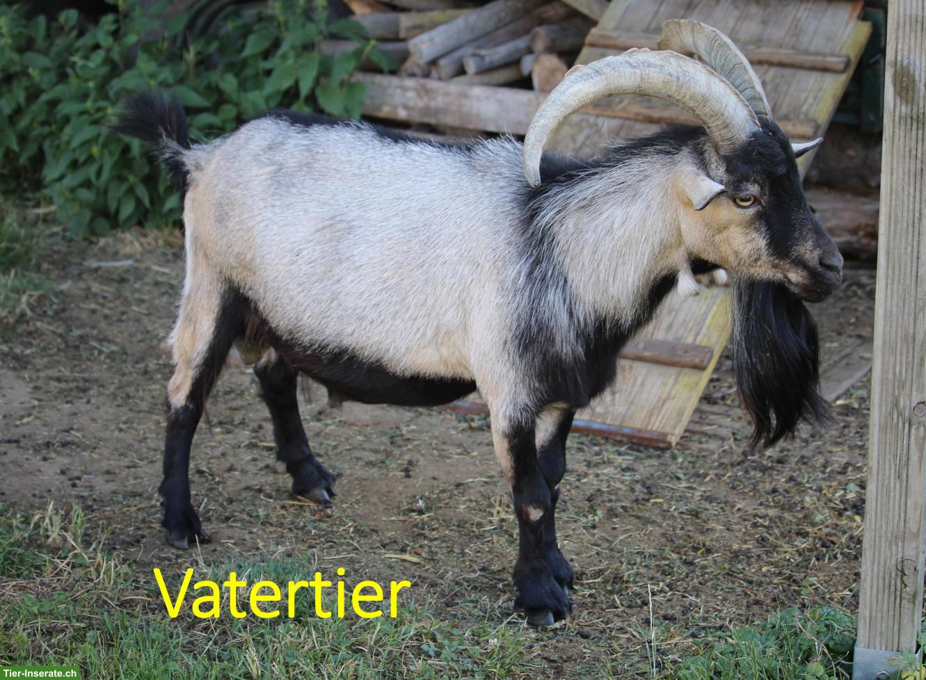Bild 5: Markanter Zwergziegen Jungbock (unkastriert) zu verkaufen