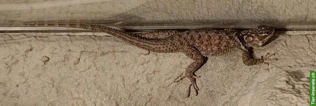 Blauer Stachelleguan (Sceloporus cyanogenys)