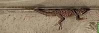 Blauer Stachelleguan (Sceloporus cyanogenys)