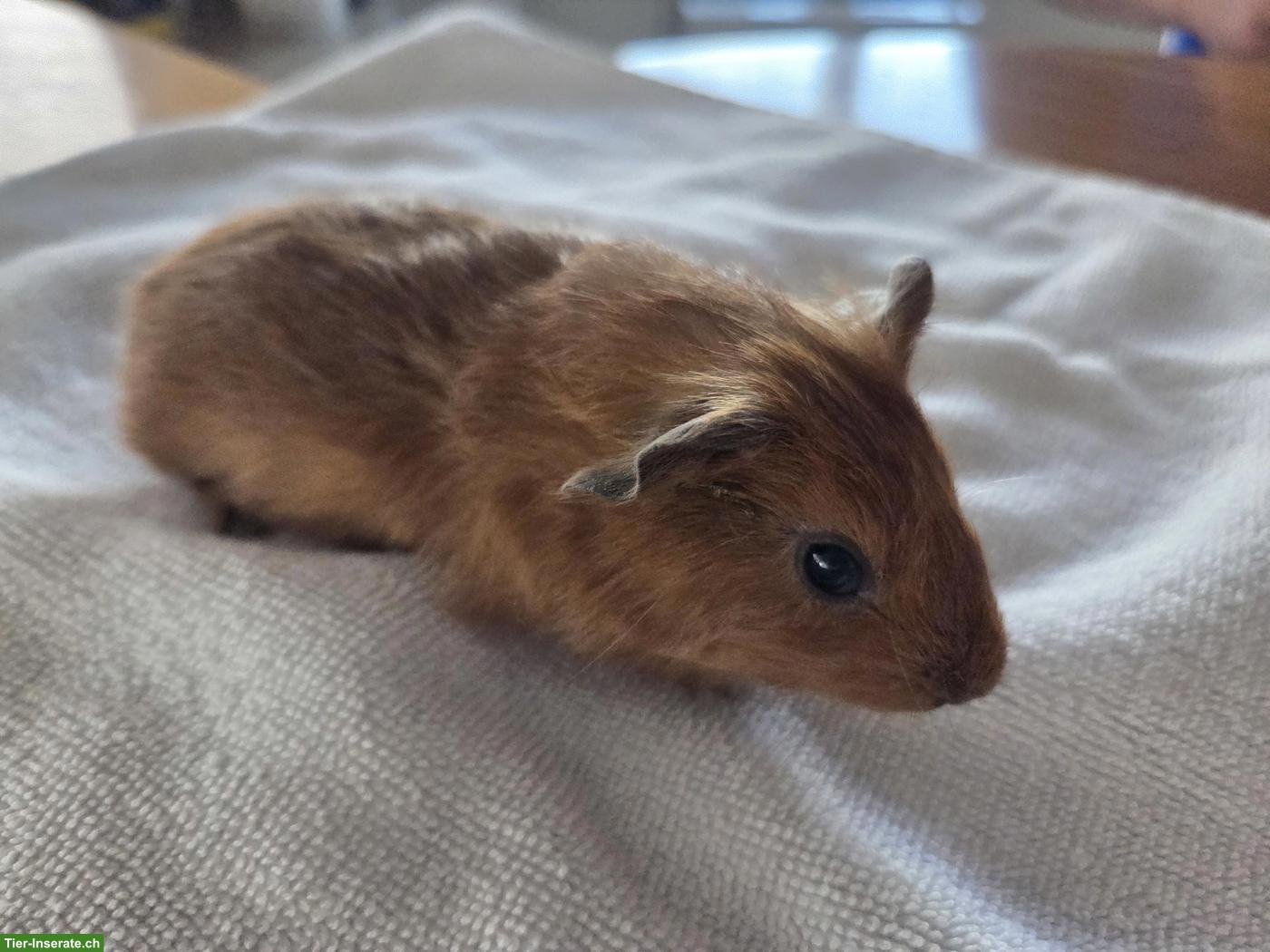 Junge Meerschweinchen Böckli aus Hobbyzucht