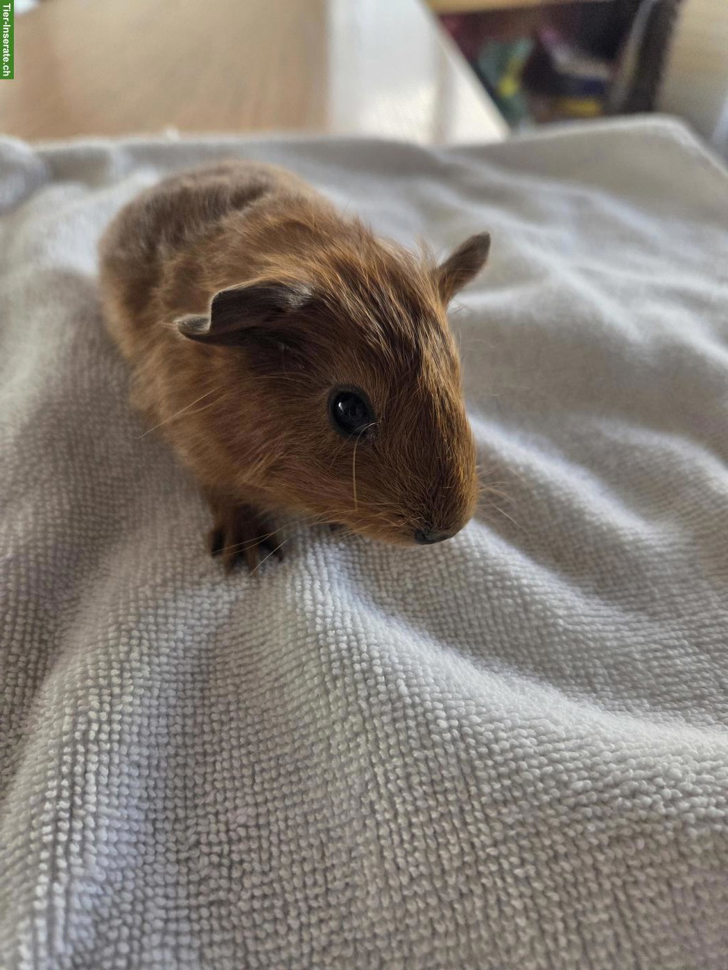 Bild 2: Junge Meerschweinchen Böckli aus Hobbyzucht