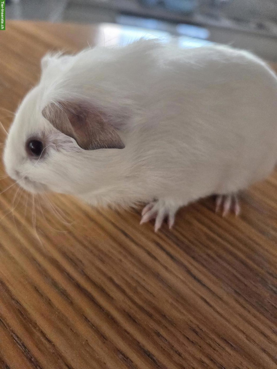 Bild 3: Junge Meerschweinchen Böckli aus Hobbyzucht