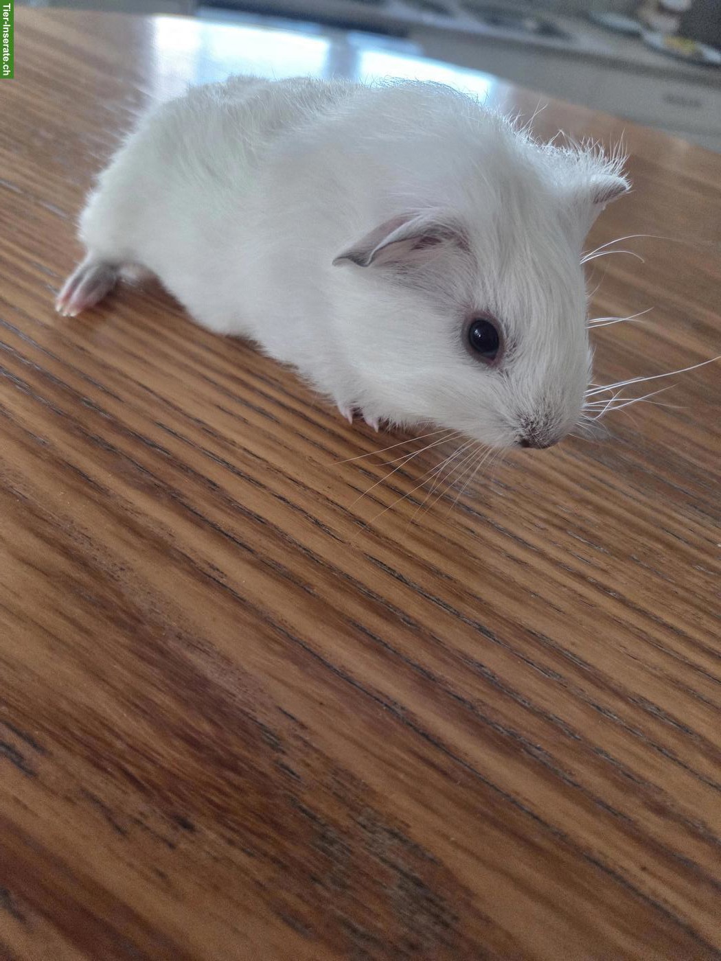 Bild 4: Junge Meerschweinchen Böckli aus Hobbyzucht