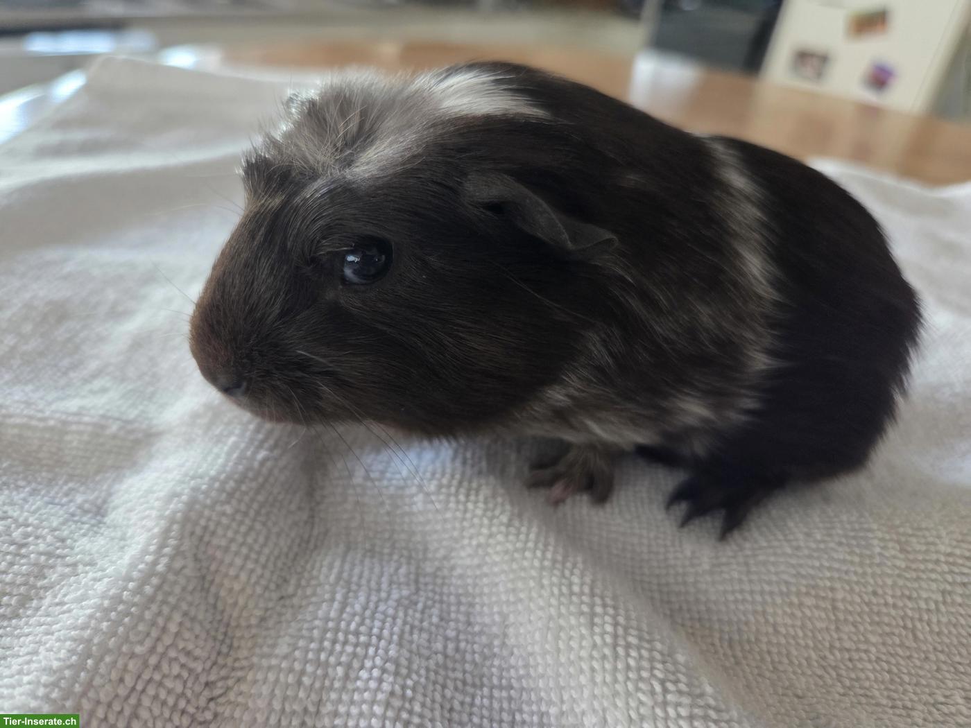 Bild 5: Junge Meerschweinchen Böckli aus Hobbyzucht