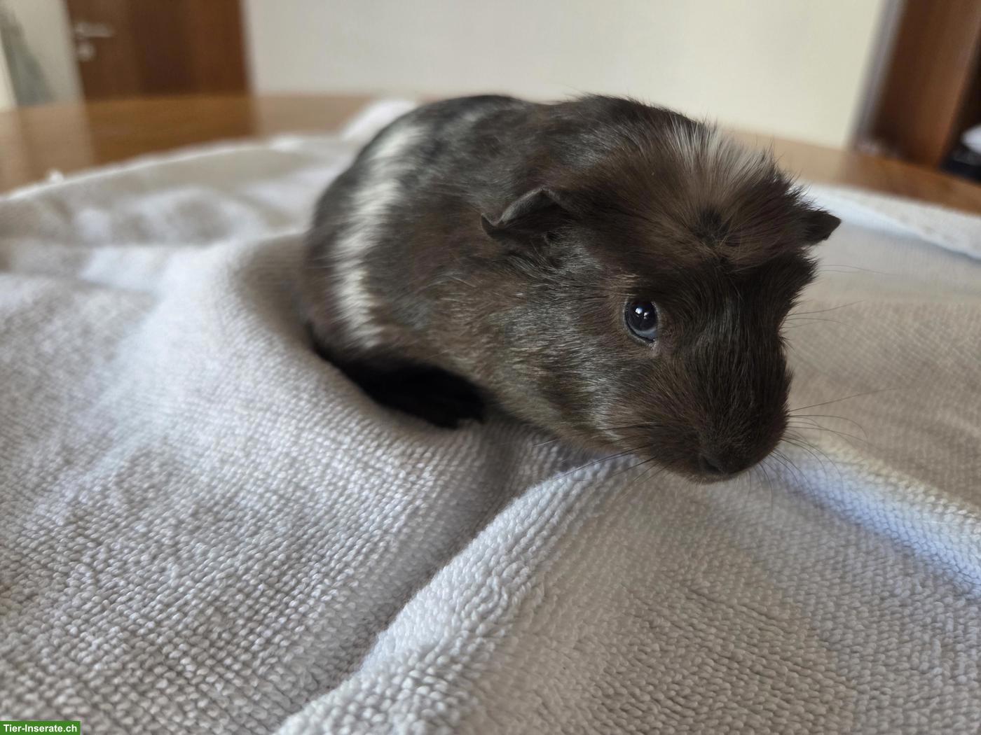 Bild 6: Junge Meerschweinchen Böckli aus Hobbyzucht