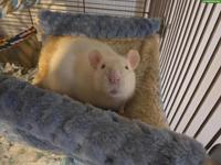 4 junge Ratten suchen neues Zuhause