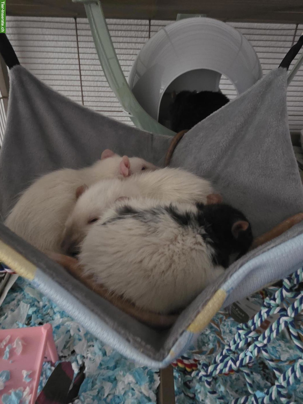 Bild 2: 4 junge Ratten suchen neues Zuhause