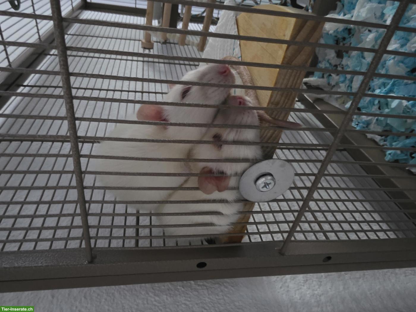 Bild 3: 4 junge Ratten suchen neues Zuhause