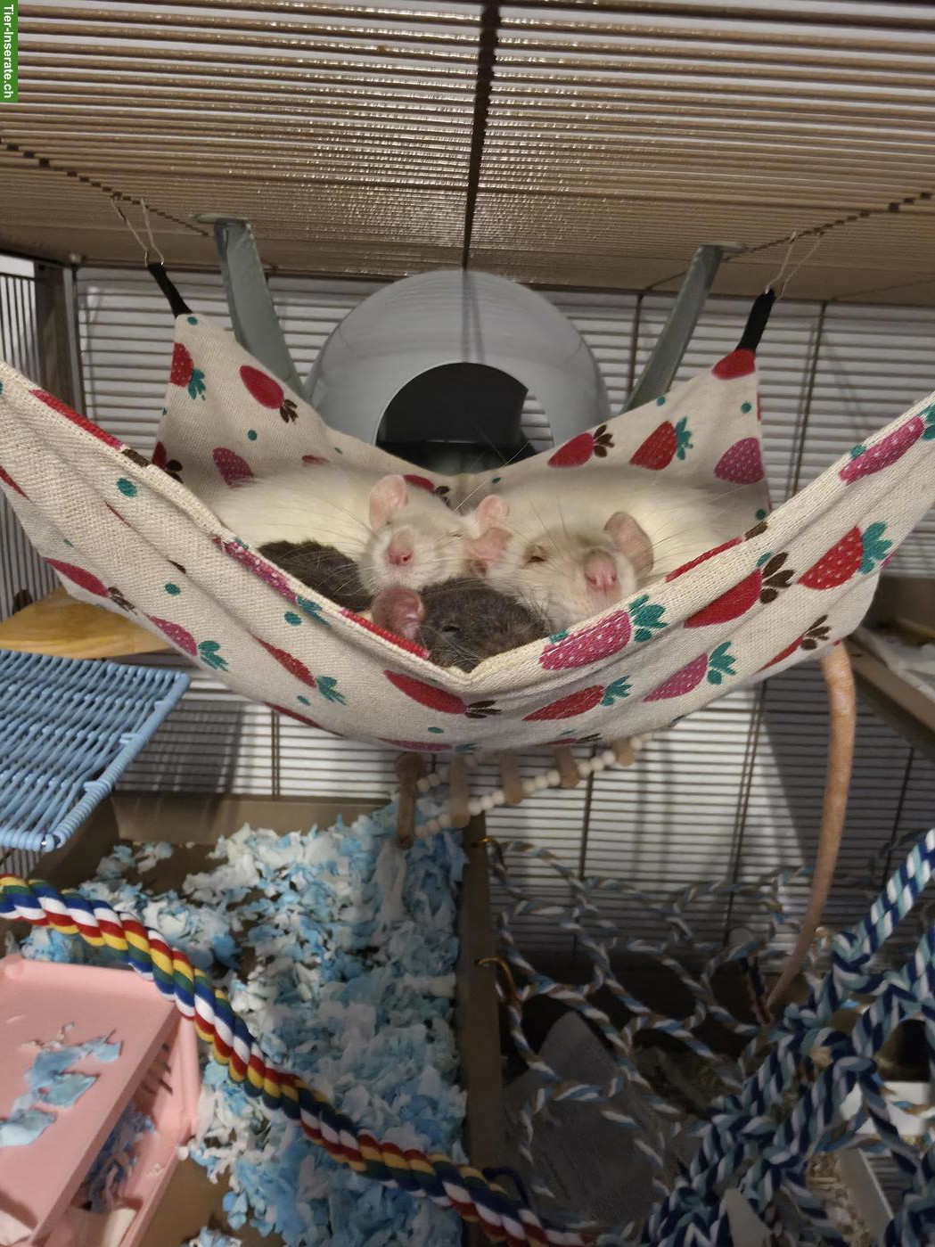 Bild 4: 4 junge Ratten suchen neues Zuhause