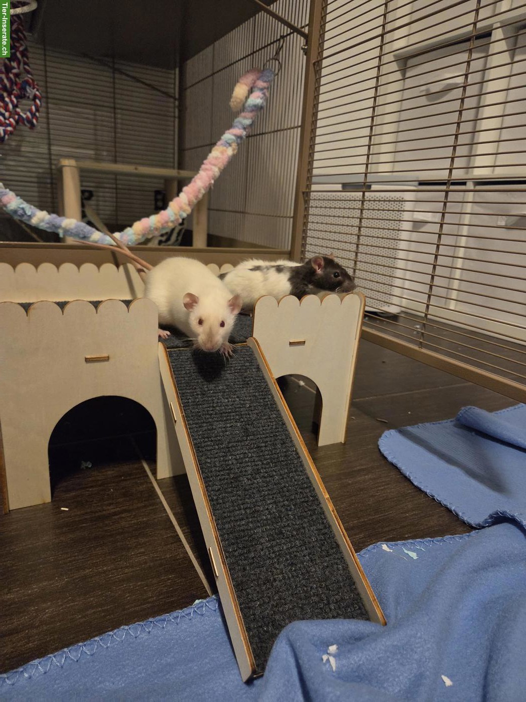 Bild 5: 4 junge Ratten suchen neues Zuhause