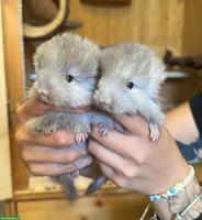 2 Chinchilla Geschwister aus Hobbyzucht