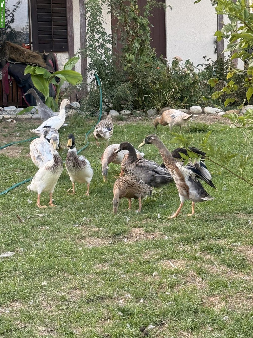 Bunte schöne Laufenten, Enten und Erpel