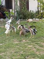 Bunte schöne Laufenten, Enten und Erpel