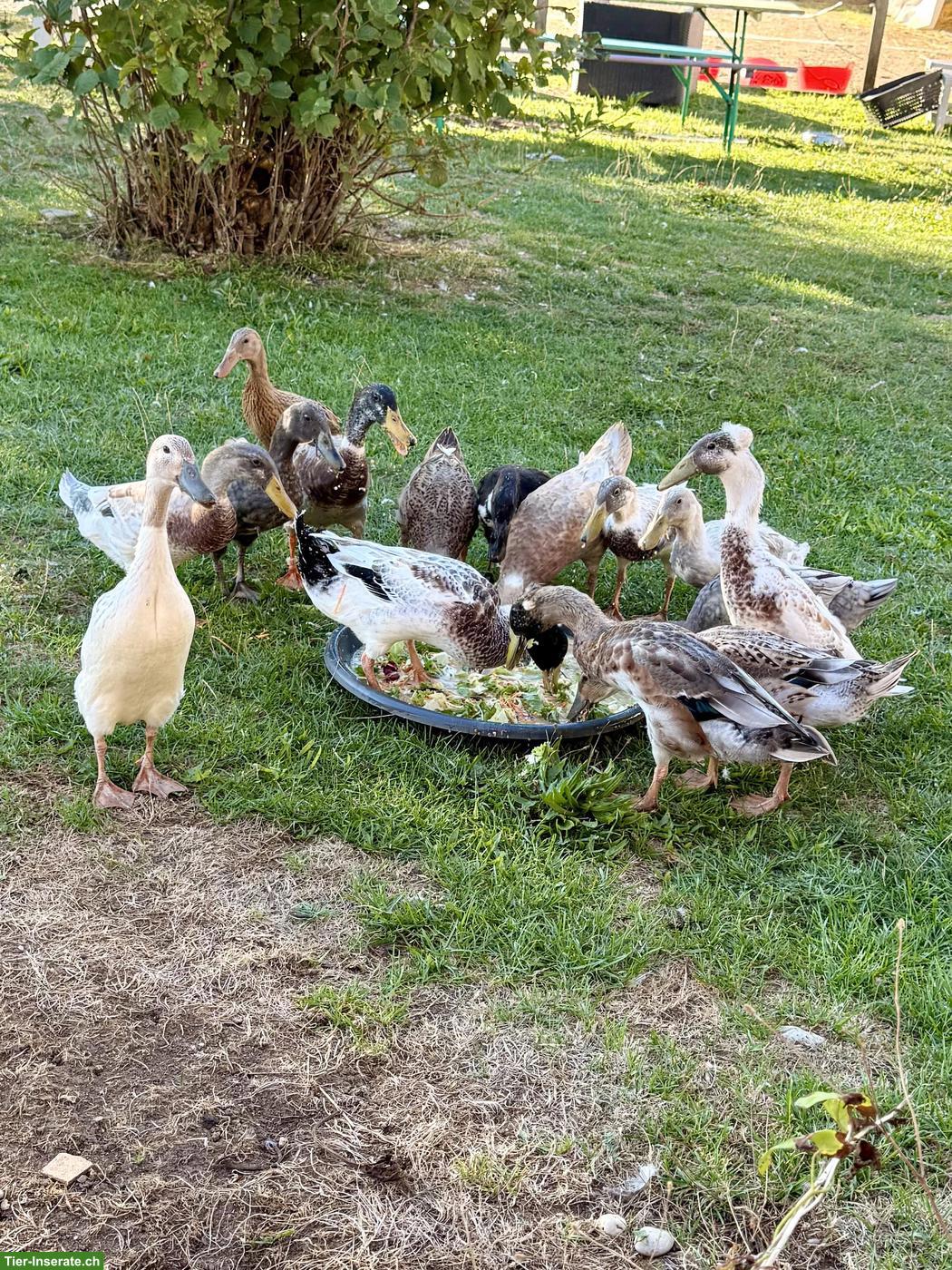 Bild 2: Bunte schöne Laufenten, Enten und Erpel
