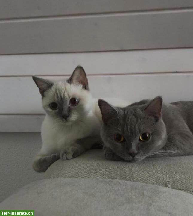 2 BKH Katzen weiblich suchen ein neues zuhause