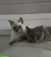 2 BKH Katzen weiblich suchen ein neues zuhause
