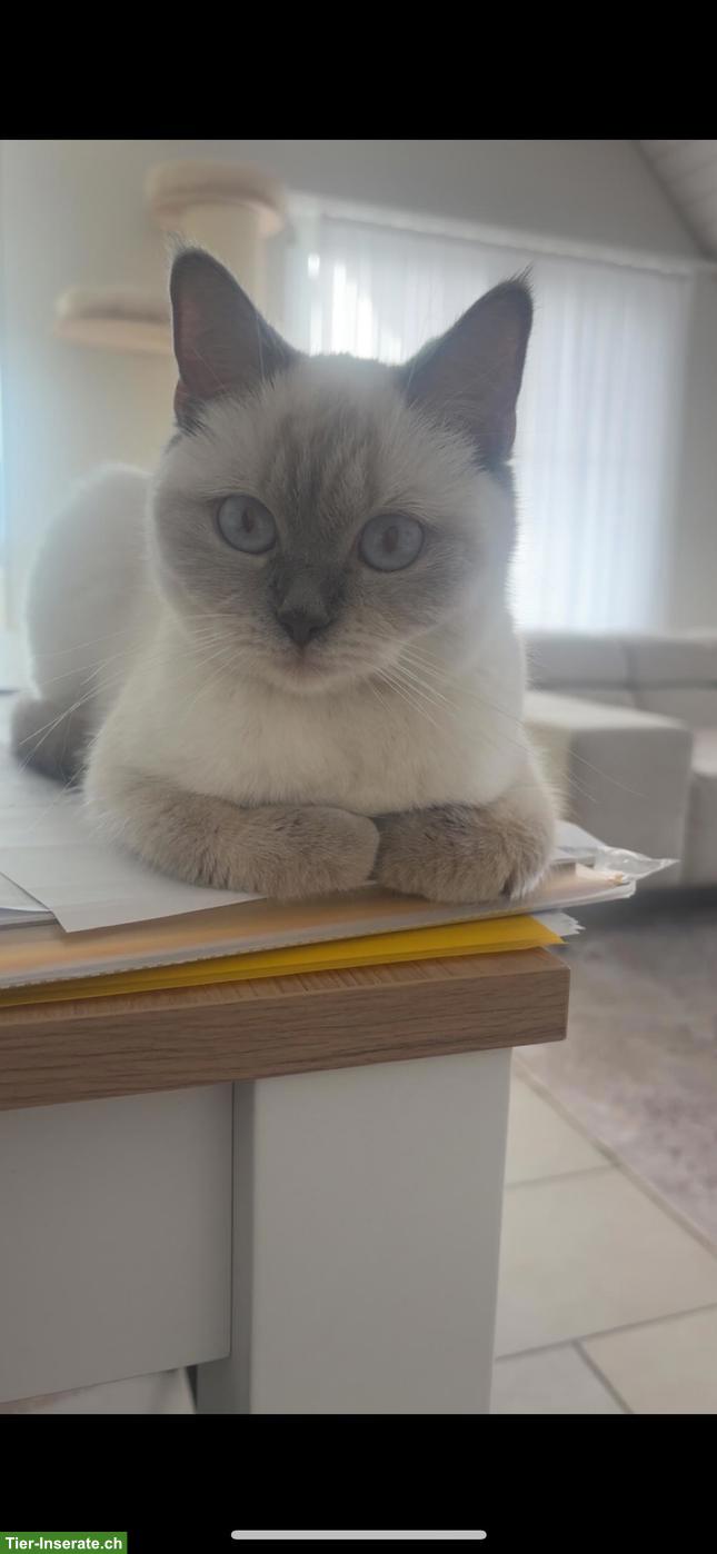 Bild 2: 2 BKH Katzen weiblich suchen ein neues zuhause