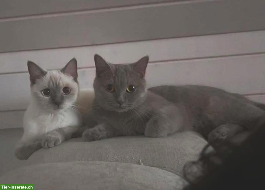 Bild 3: 2 BKH Katzen weiblich suchen ein neues zuhause