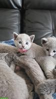 Russisch Blau Kitten mit Stammbaum