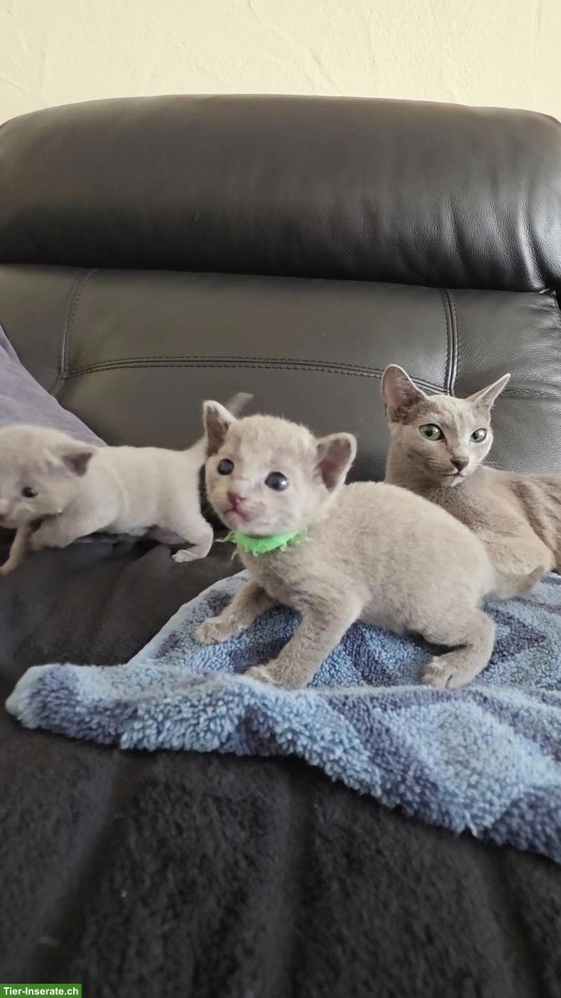 Bild 2: Russisch Blau Kitten mit Stammbaum