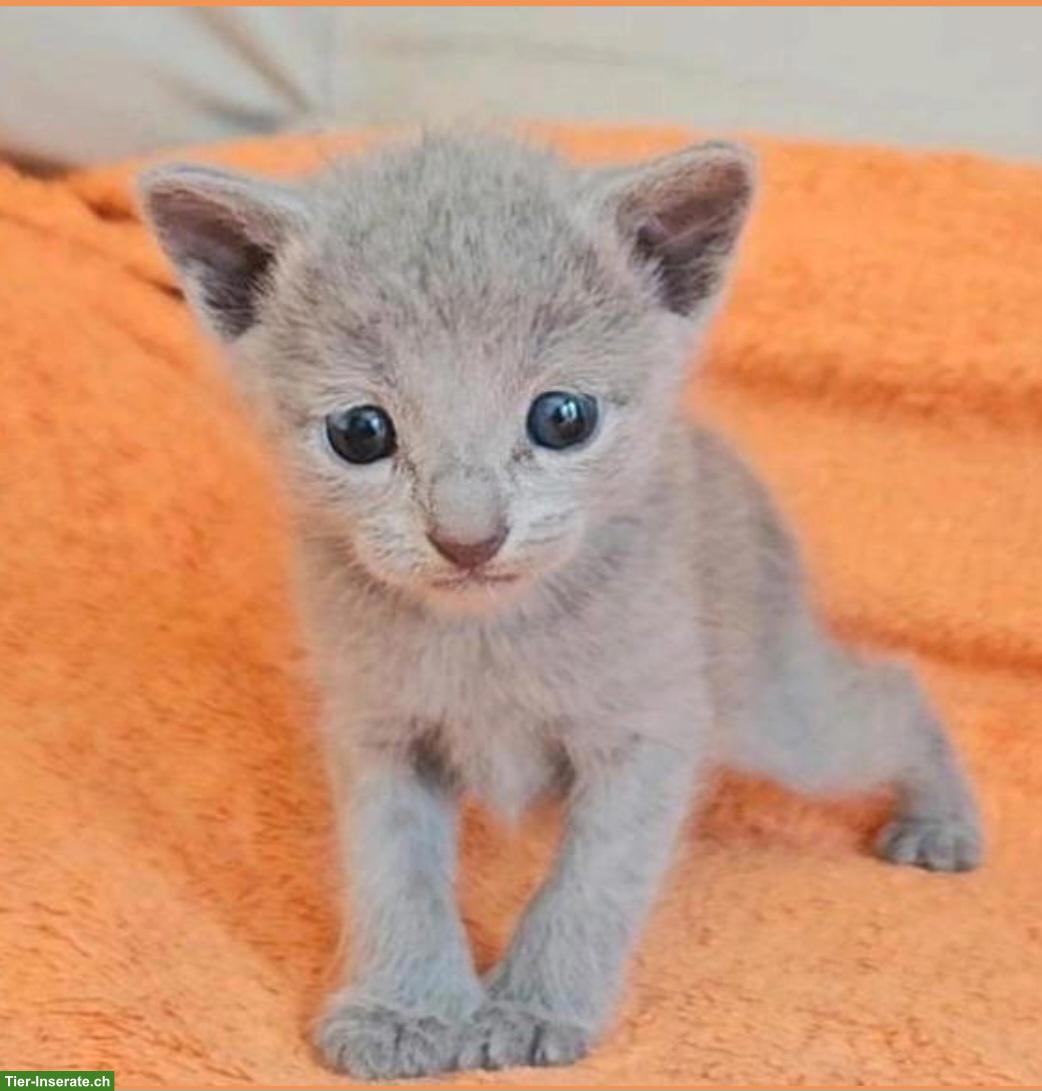 Bild 3: Russisch Blau Kitten mit Stammbaum