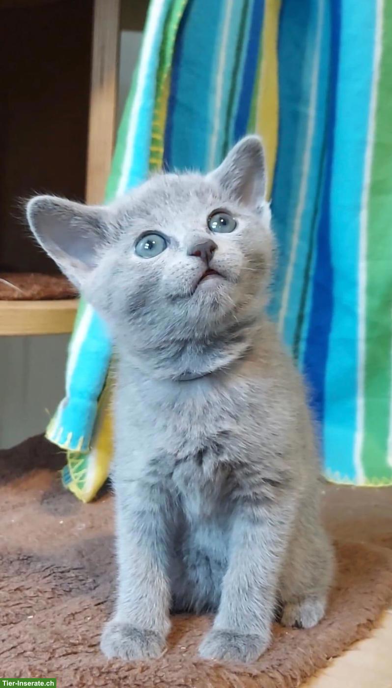 Bild 4: Russisch Blau Kitten mit Stammbaum