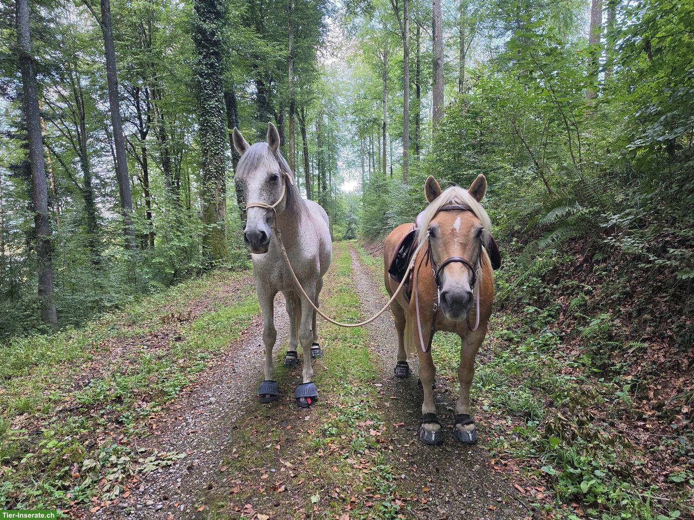 Bild 3: Pflege- und Reitbeteiligung in Diessenhofen TG