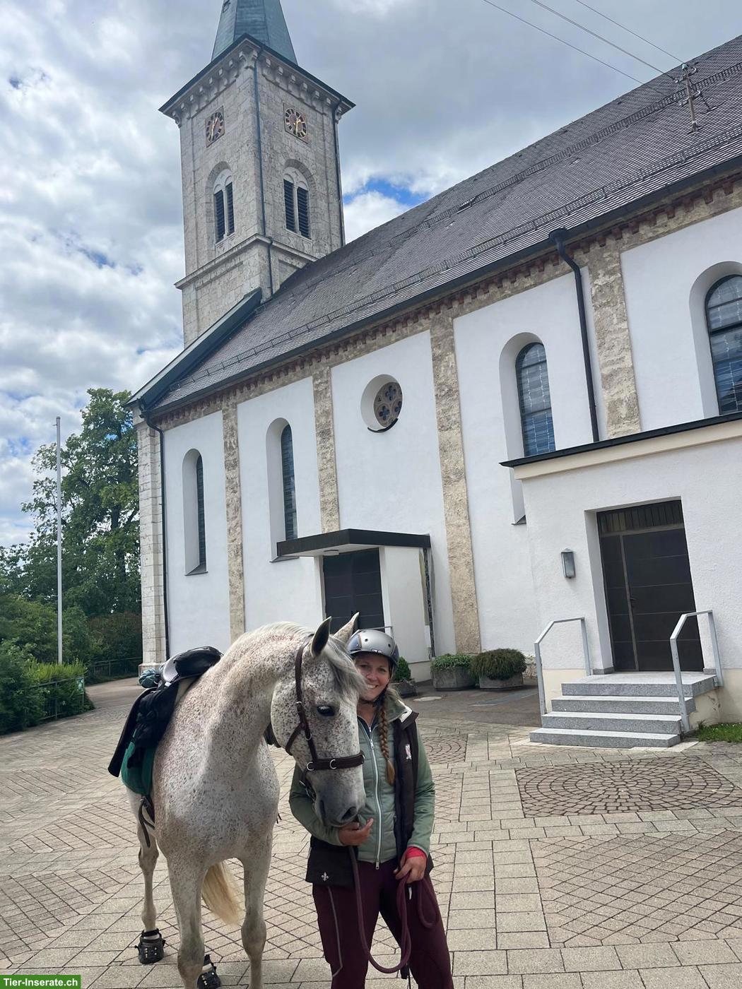 Bild 5: Pflege- und Reitbeteiligung in Diessenhofen TG