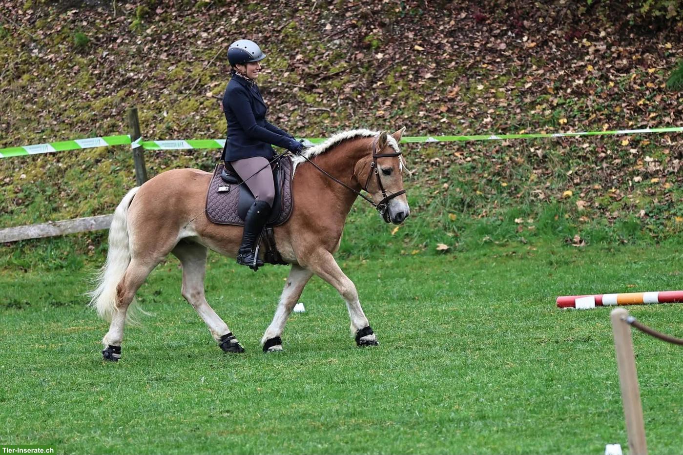 Bild 6: Pflege- und Reitbeteiligung in Diessenhofen TG