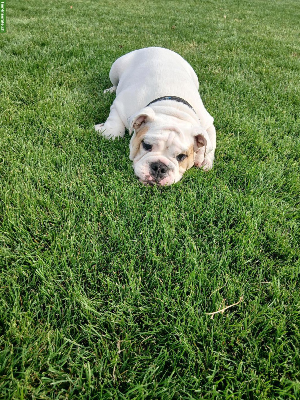 Bild 2: Original Englisch Bulldogge Hündin, 5 Monate alt