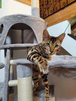 Katzenbetreuung in Eschenbach SG und Umgebung