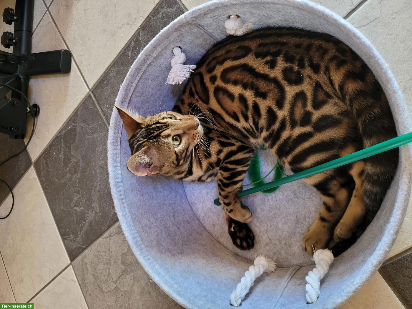 Bild 2: Katzenbetreuung in Eschenbach SG und Umgebung