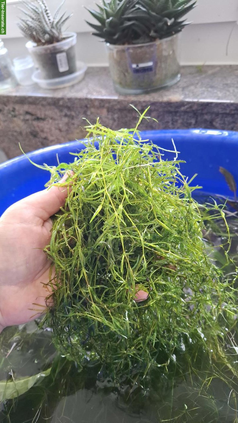 Bild 5: Aquariumpflanzen gratis abzugeben