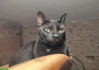 Schwarzer Kater Felix: neugierig, verspielt, verschmust