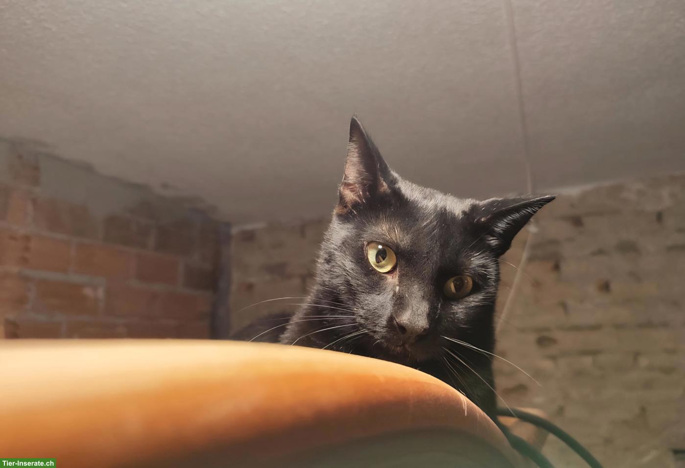 Bild 2: Schwarzer Kater Felix: neugierig, verspielt, verschmust
