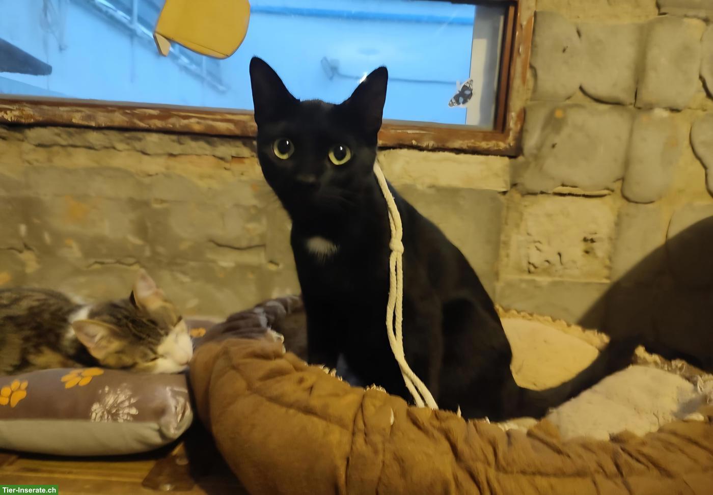 Bild 3: Schwarzer Kater Felix: neugierig, verspielt, verschmust