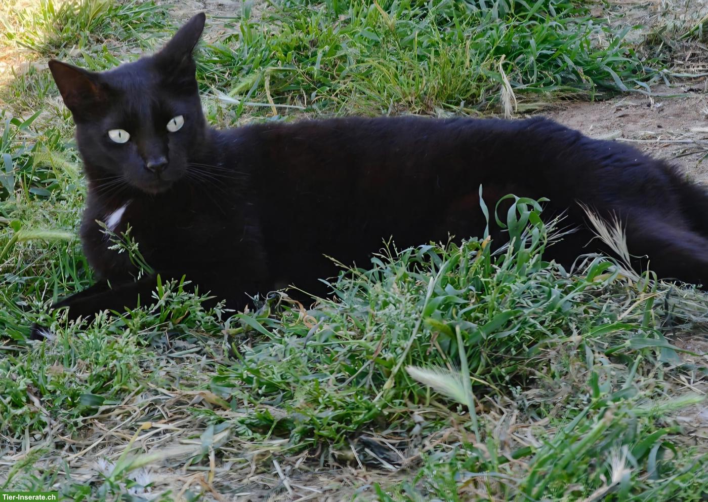 Bild 4: Schwarzer Kater Felix: neugierig, verspielt, verschmust