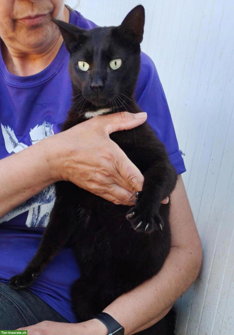 Bild 5: Schwarzer Kater Felix: neugierig, verspielt, verschmust
