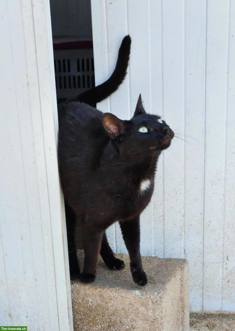 Bild 6: Schwarzer Kater Felix: neugierig, verspielt, verschmust