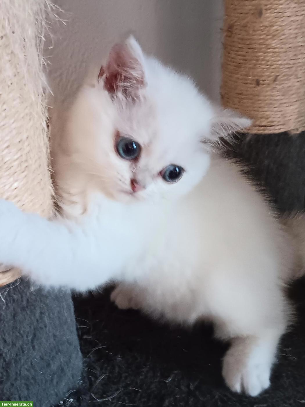 Britisch Kurzhaar Kitten / Katerchen mit Stammbaum