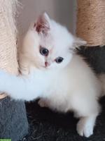 Britisch Kurzhaar Kitten / Katerchen mit Stammbaum