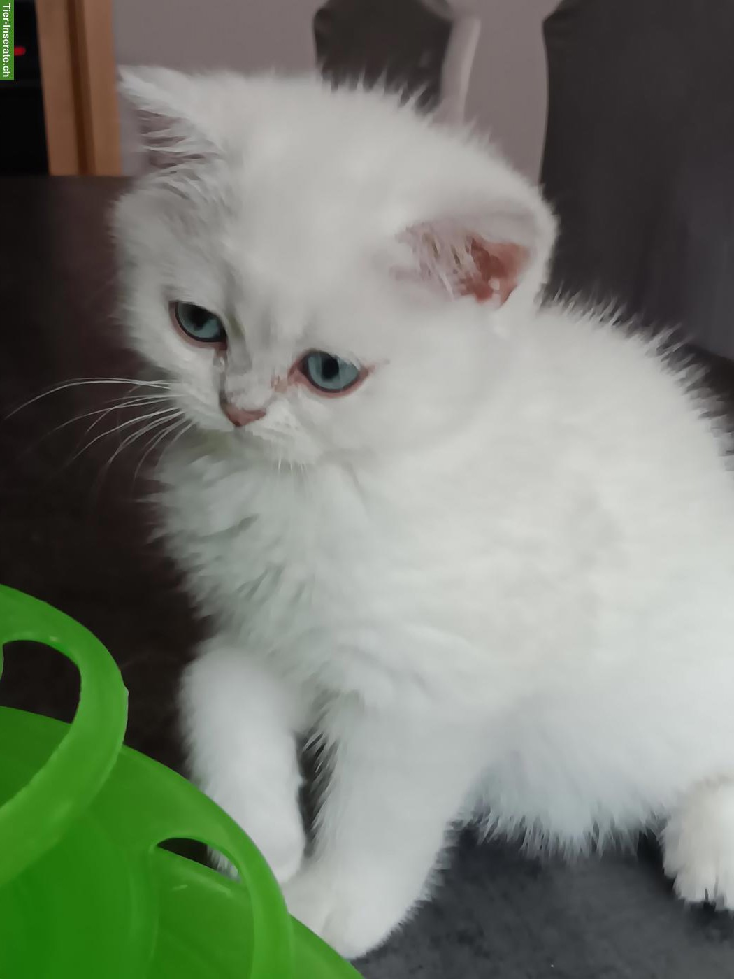 Bild 10: Britisch Kurzhaar Kitten / Katerchen mit Stammbaum