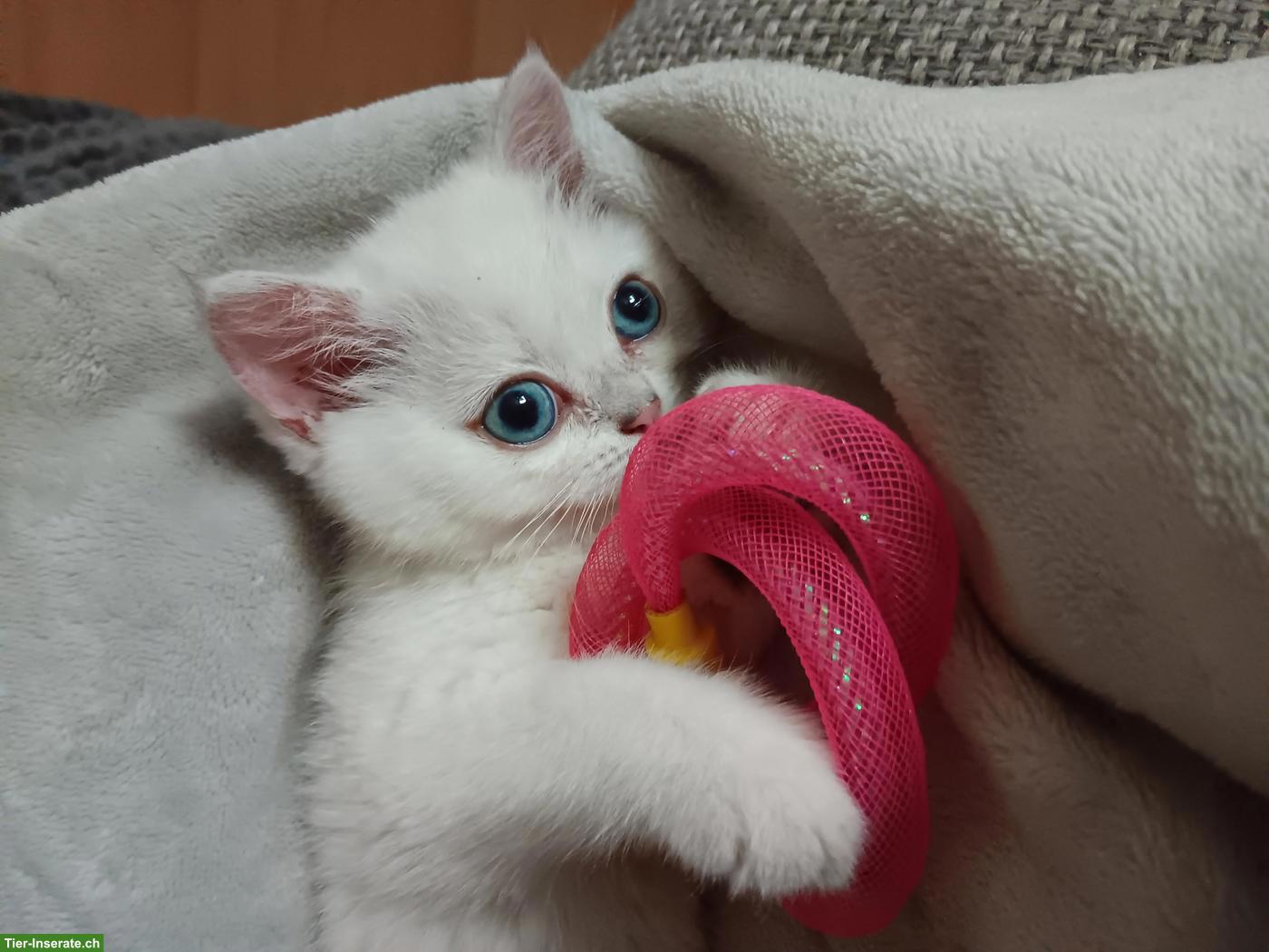 Bild 2: Britisch Kurzhaar Kitten / Katerchen mit Stammbaum