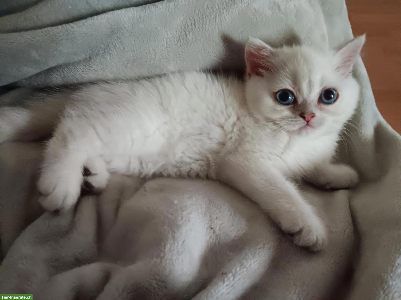 Bild 3: Britisch Kurzhaar Kitten / Katerchen mit Stammbaum