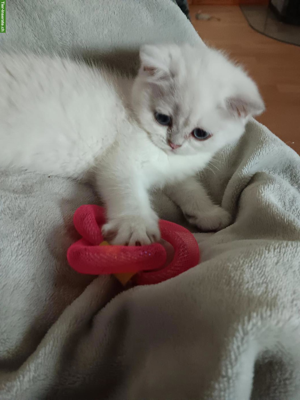 Bild 4: Britisch Kurzhaar Kitten / Katerchen mit Stammbaum
