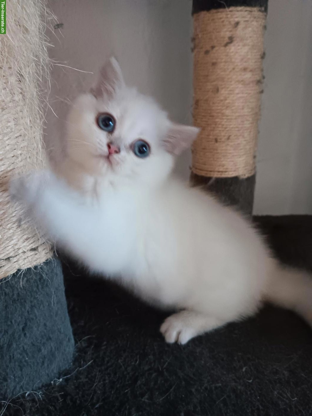Bild 5: Britisch Kurzhaar Kitten / Katerchen mit Stammbaum
