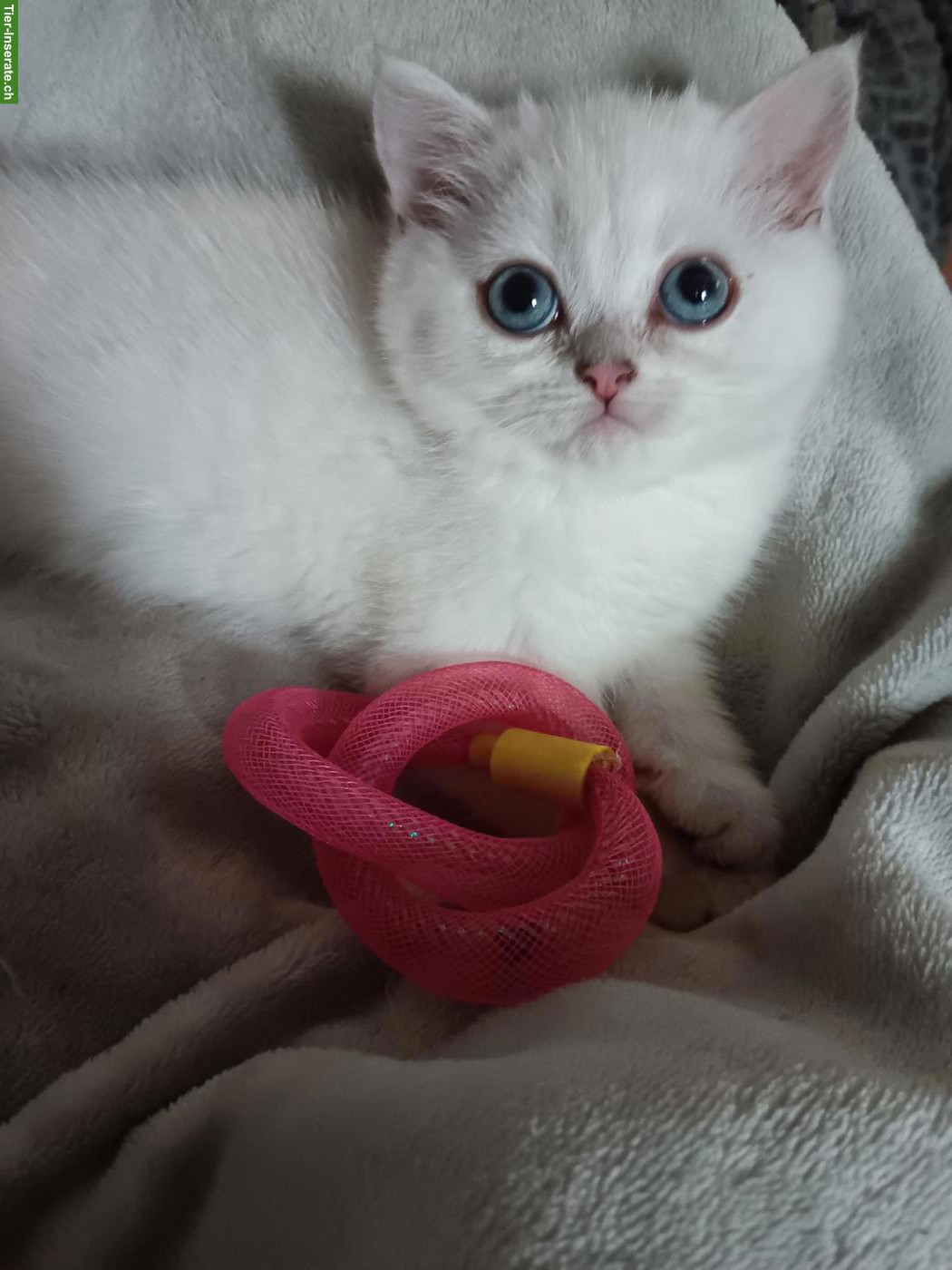 Bild 6: Britisch Kurzhaar Kitten / Katerchen mit Stammbaum