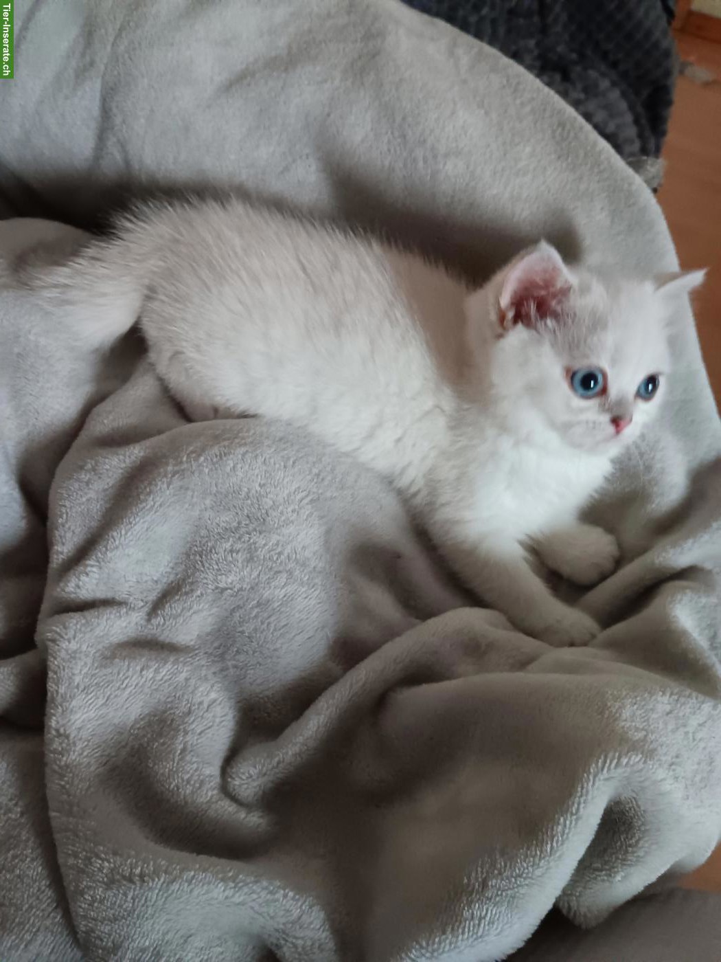 Bild 7: Britisch Kurzhaar Kitten / Katerchen mit Stammbaum
