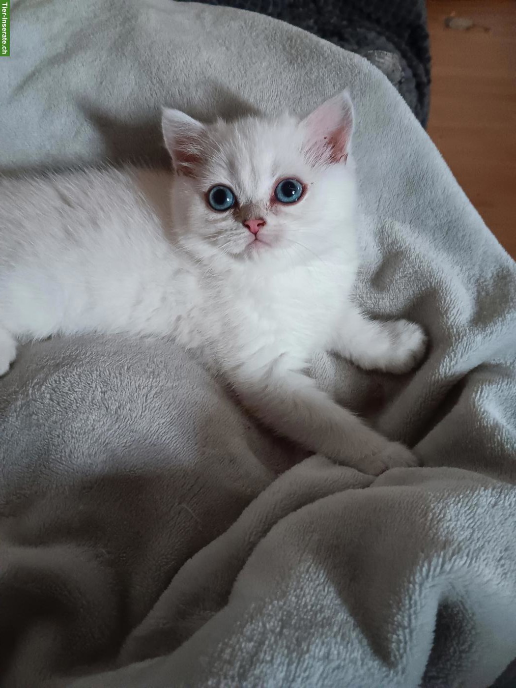 Bild 8: Britisch Kurzhaar Kitten / Katerchen mit Stammbaum